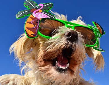 Top Tips to Keep Your Dog Cool This Summer - A Coombs Pet Centre