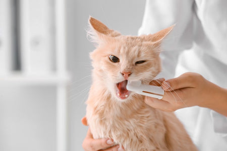 A Cat having their teeth cleaned.