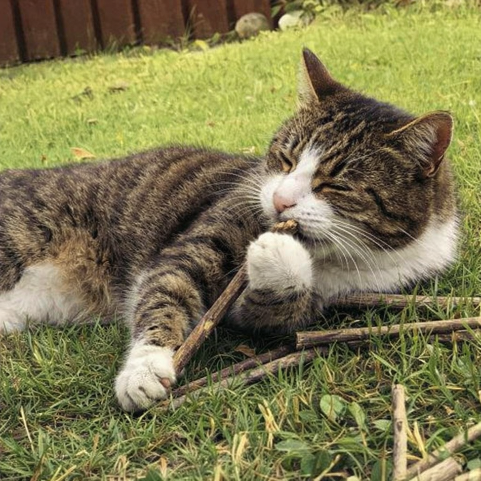 Zebedee Silver Vine Cat Sticks 10pk