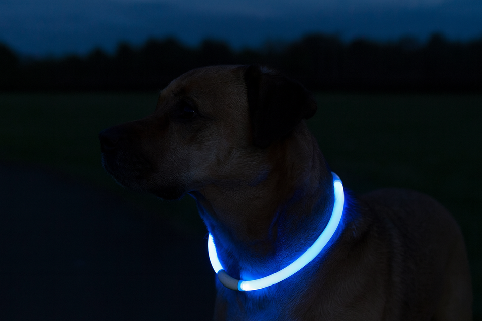 Great & Small Glow LED Rechargeable Collar Blue