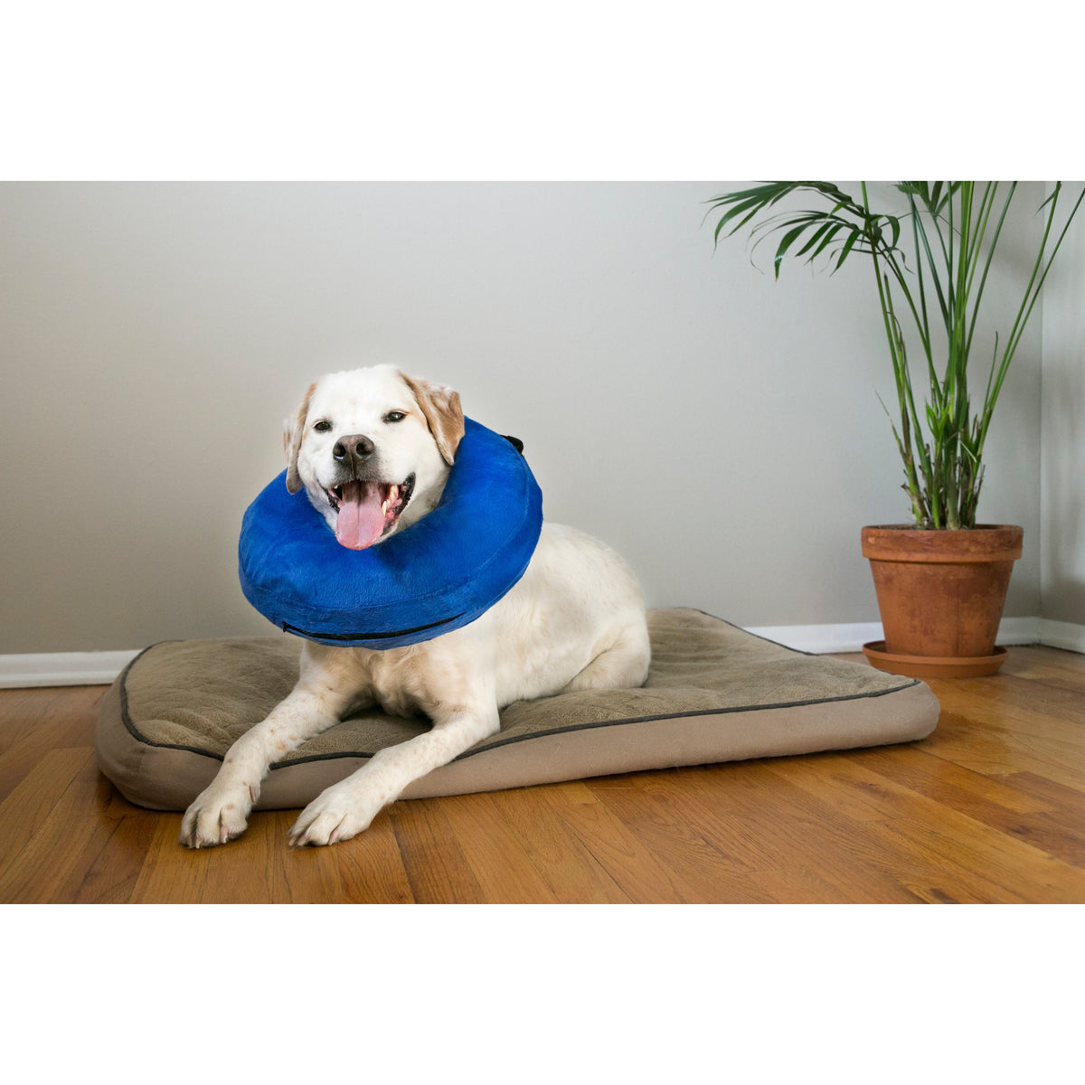 KONG Cloud Inflatable Dog Cat Collar – A Coombs Pet Centre