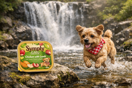 Dog running through water with a Symply Little pet food container in the foreground, waterfall in the background