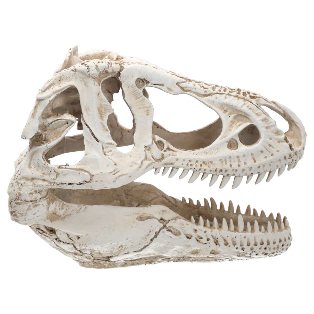 Rex Coombs Pro Rep XL T-Rex Skull (38.5 x 18 x 28cm) | Fast UK Delivery | Order ...