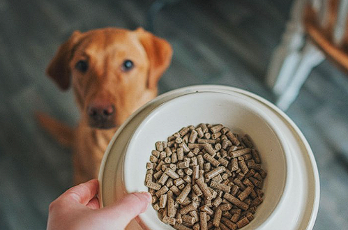 Dog looking at a bowl of pet food with a blurred background