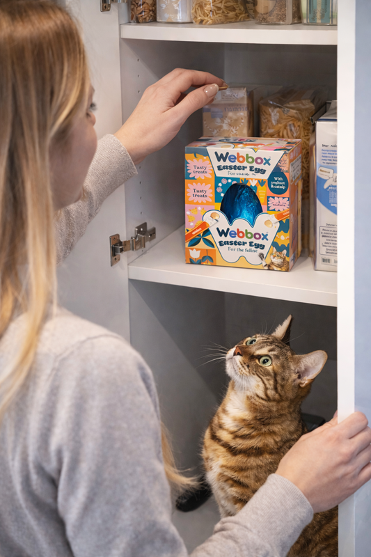 Webbox Easter Egg for cats in cupboard with cat staring at owner.