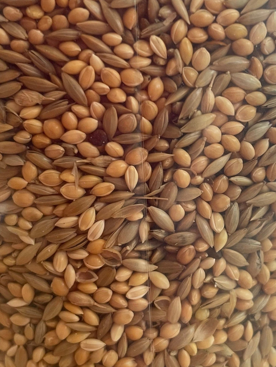 Close-up view of Birds Best Budgie Seed 1kg showing a mix of millet, canary seed, and groats for optimal budgie nutrition.