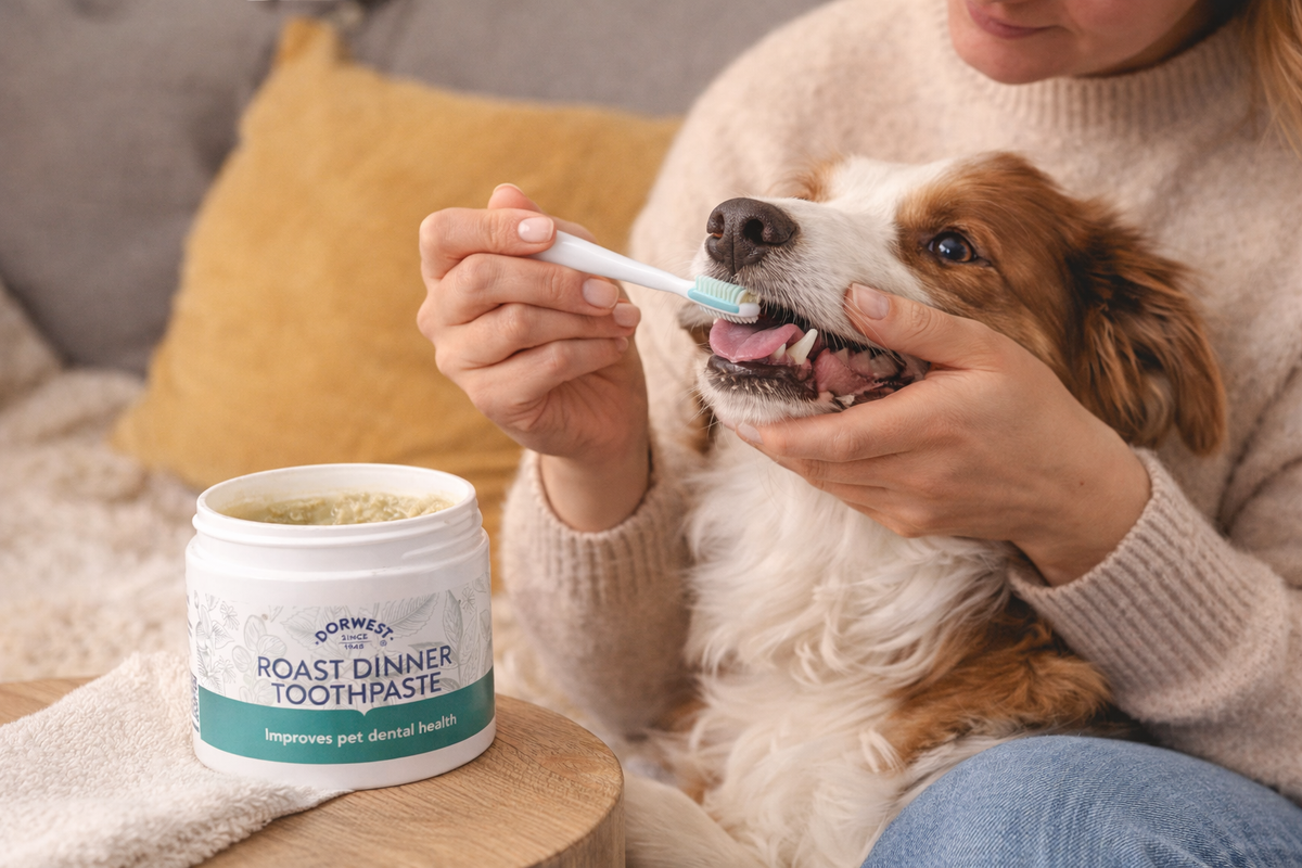 A Dog having their teeth cleaned with Dorwest Roast Dinner Toothpaste.