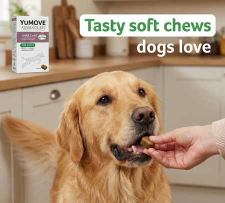 Dog eating YuMOVE Advance 360 Max Strength joint support soft chew