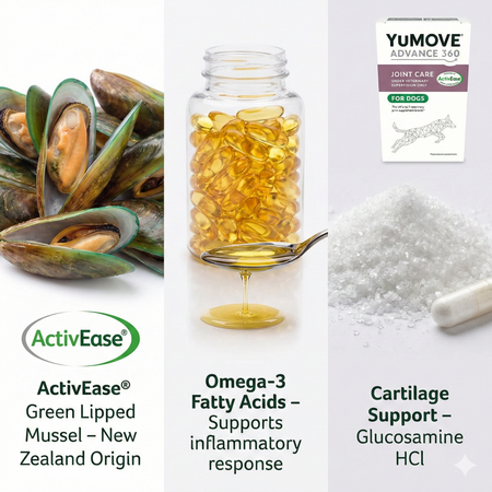 Green Lipped Mussel Omega-3 for dog joint health in YuMOVE Advance 360