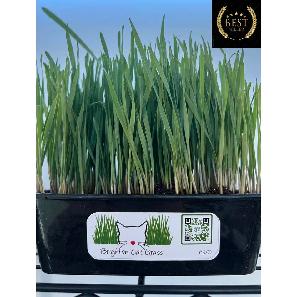 Organic Wheat Spelt Cat Grass