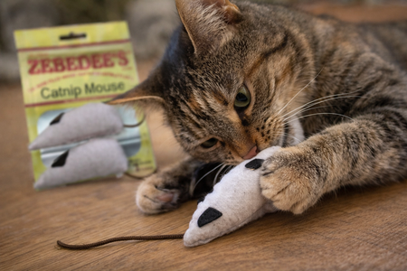 A video of a cat playing with a mouse