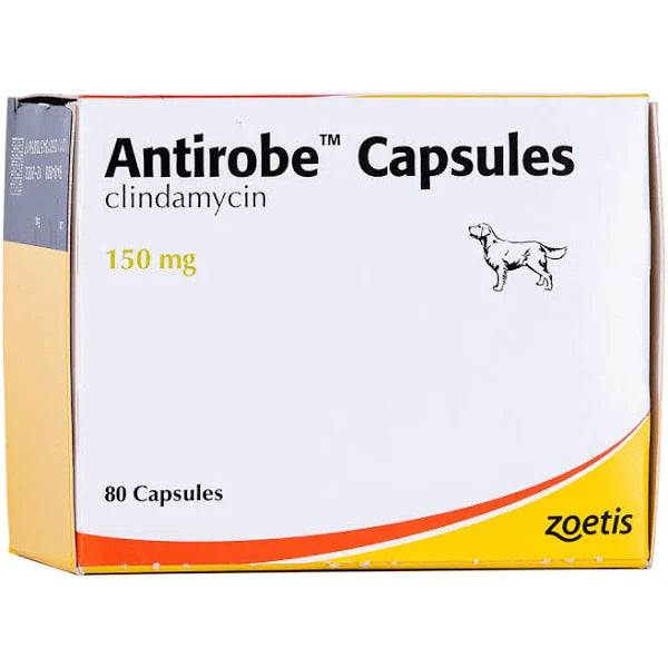 Antirobe Capsules 80 x 150Mg pet medicine box for dogs, containing clindamycin for bacterial infections. Zoetis brand packaging shown.
