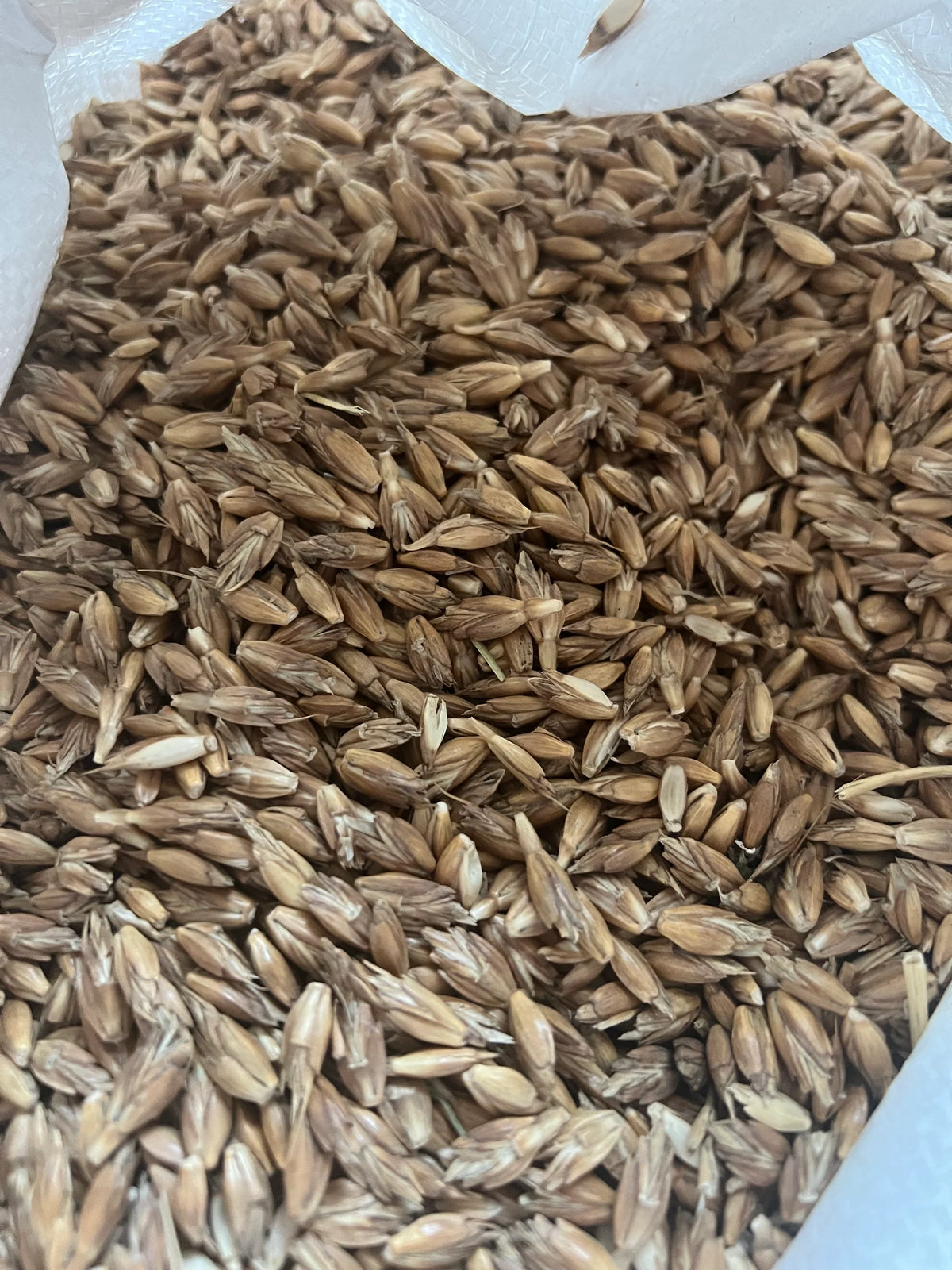 Close-up of a pile of brown seeds or grains.